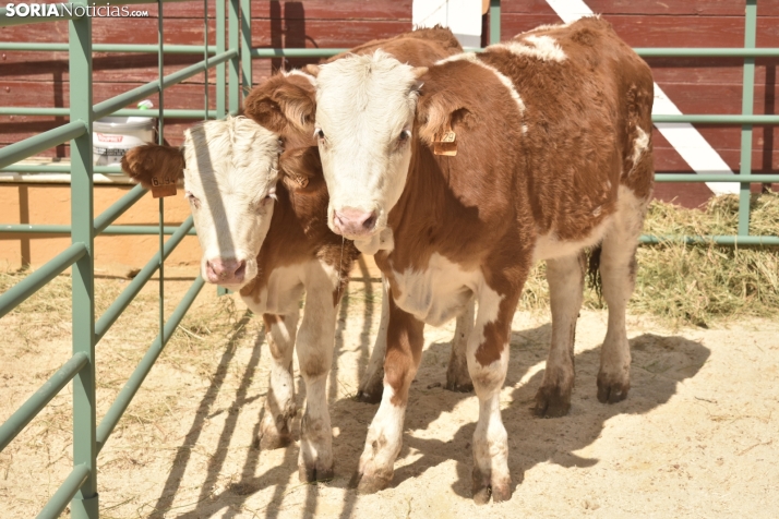 Castilla y León cierra sus ferias para blindarse ante la Dermatosis Nodular