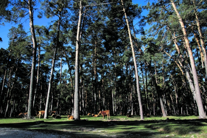 Castilla y León pide exenciones a la ley de deforestación para países de bajo riesgo
