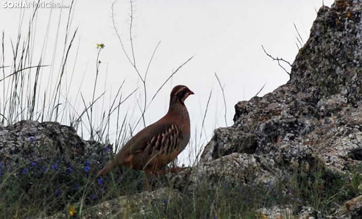 El Club San Saturio se hace con la gestión de los cotos de Razón y Rivacho por más de 86.000 euros