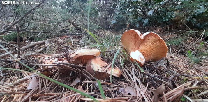 Pinares activa su micología con sus jornadas Del bosque al plato