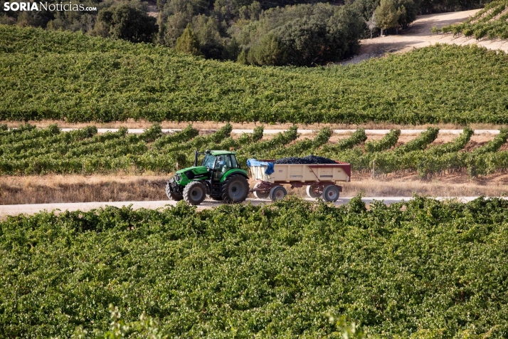 Viñas viejas y viñedo prefiloxérico: El tesoro biológico olvidado que marca la identidad de los vinos de Soria