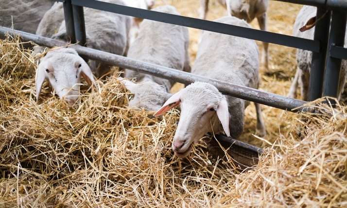 Trece ganaderos de Castilla y León reciben la ayuda máxima de 200.000 euros para sus cebaderos