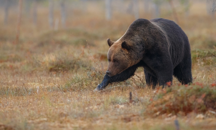 La Junta insiste en la importancia de avisar al 112 ante avistamientos de oso pardo en Laciana y Alto Sil