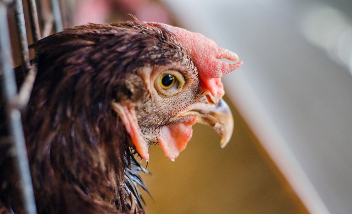 Sacrificarán 315.000 gallinas por un nuevo foco de gripe aviar en Valladolid