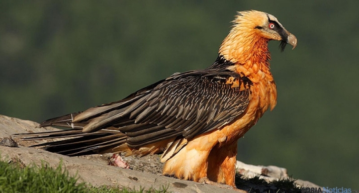 Luz verde de las Cortes para proteger al quebrantahuesos del Moncayo
