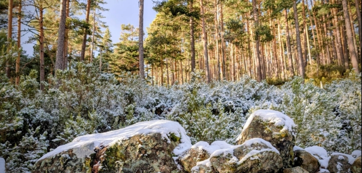 La nieve cubrirá toda la provincia de Soria en la madrugada