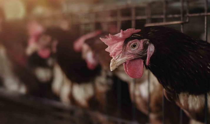 La Junta comprará aves para reponer los animales sacrificados en Castilla y León por la gripe aviar 