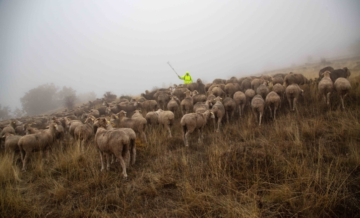 Medio Ambiente abre a información pública las vías pecuarias de Ólvega, Oncala y Arancón