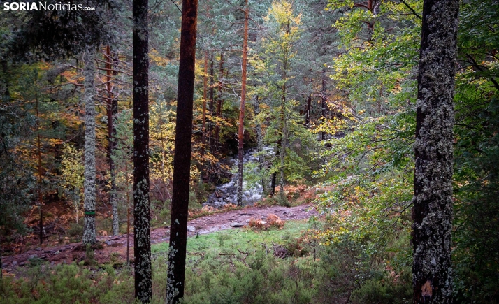 La gestión forestal de Asfoso, reconocida a nivel nacional