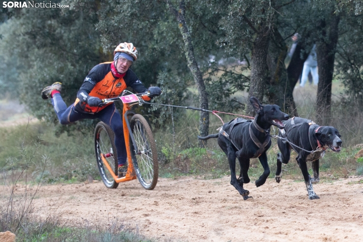 Ólvega volverá a convertirse en el epicentro nacional del mushing con más de 350 participantes