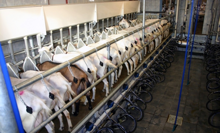 Castilla y León impulsa la inteligencia artificial para mantener su liderazgo en leche de oveja