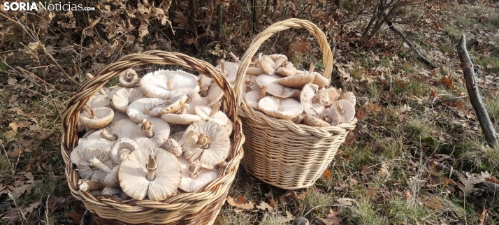 Campaña micológica: a falta de boletus, buenos son los parasoles