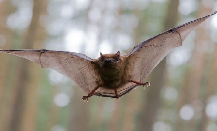 La Junta aprueba partidas ambientales para Soria y protege los murciélagos de San Leonardo