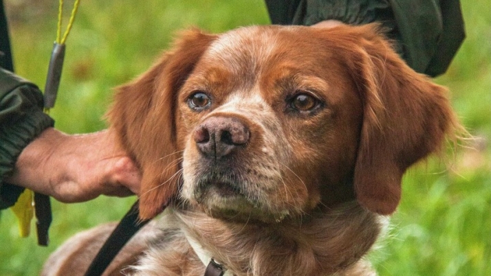 El Campeonato Internacional de Caza Salvaje llega a Valonsadero