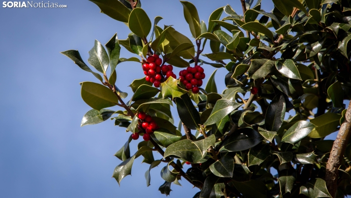 Fotos: Ruta navideña por el Acebal de Garagüeta