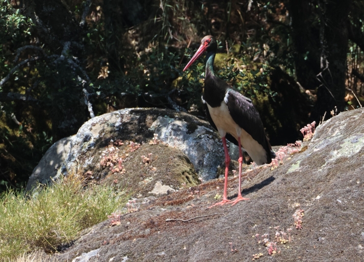 Cigüeña negra en Castilla y León.