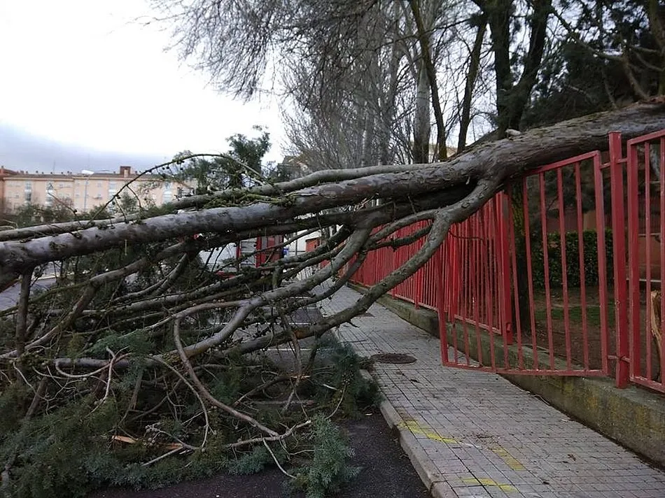 El árbol cayó sobre la valla del colegio, ocupando espacio en la vía pública. Fotos: Bomberos de Guijuelo