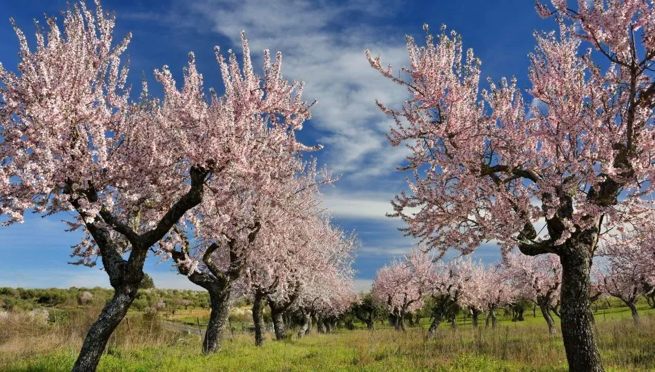 Almendros ofrecidos