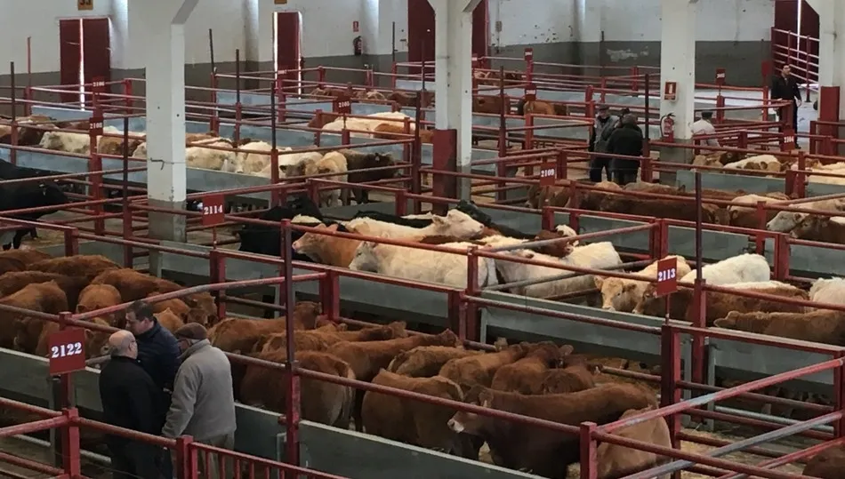 Hasta 1.830 animales para vida se registraron en la sesión de este lunes