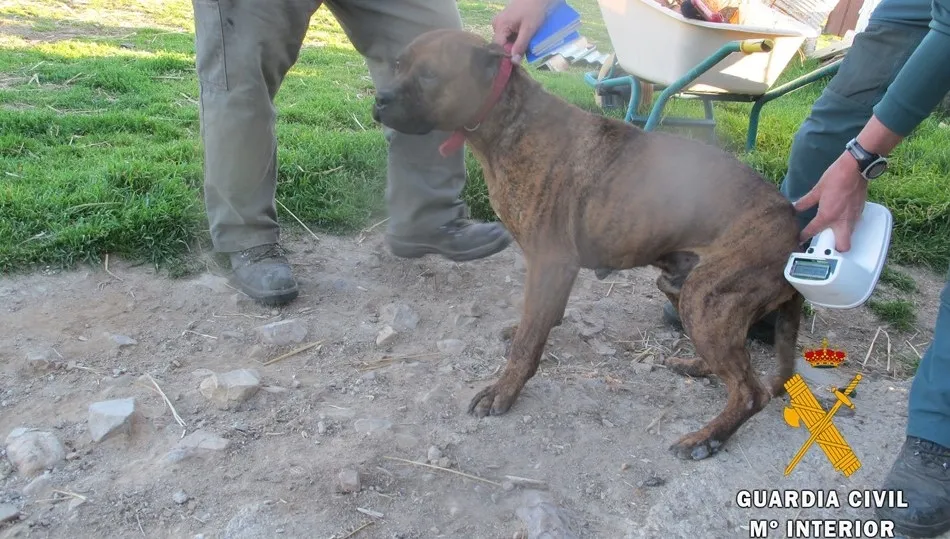 Uno de los ejemplares investigados en esta operación