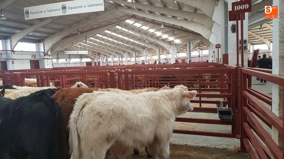 Mínima presencia de ganado vacuno en el mercado