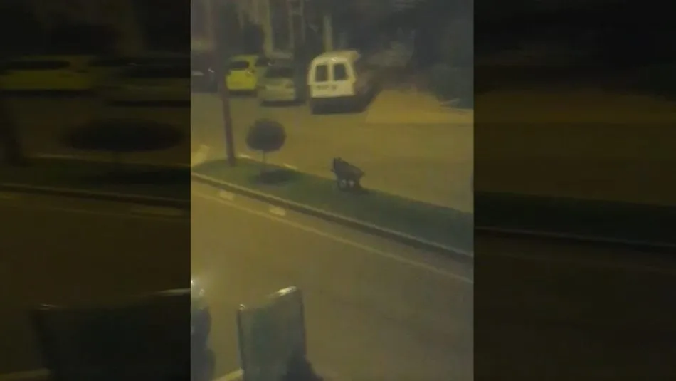 Un jabalí recorre el centro de Santa Marta de Tormes  