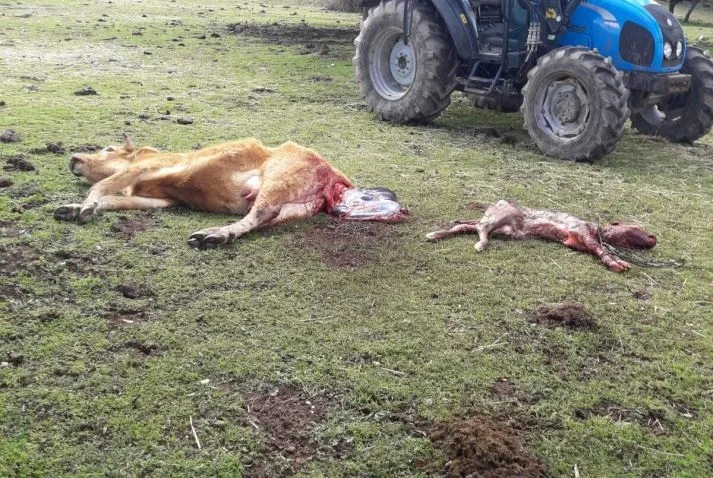 Madre, herida de muerte, y ternero recién parido muerto por los buitres