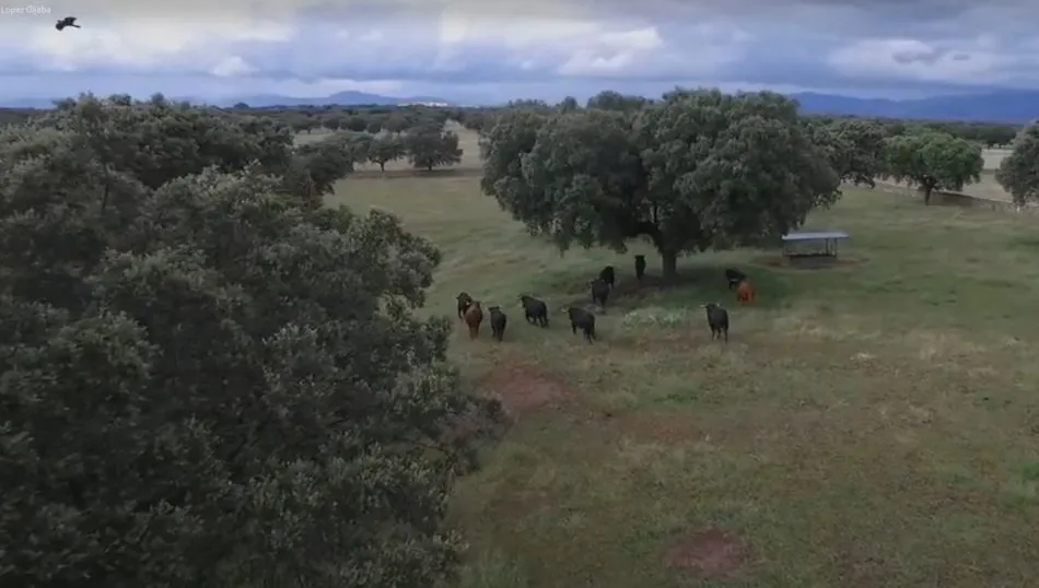 Ganadería de López Gibaja
