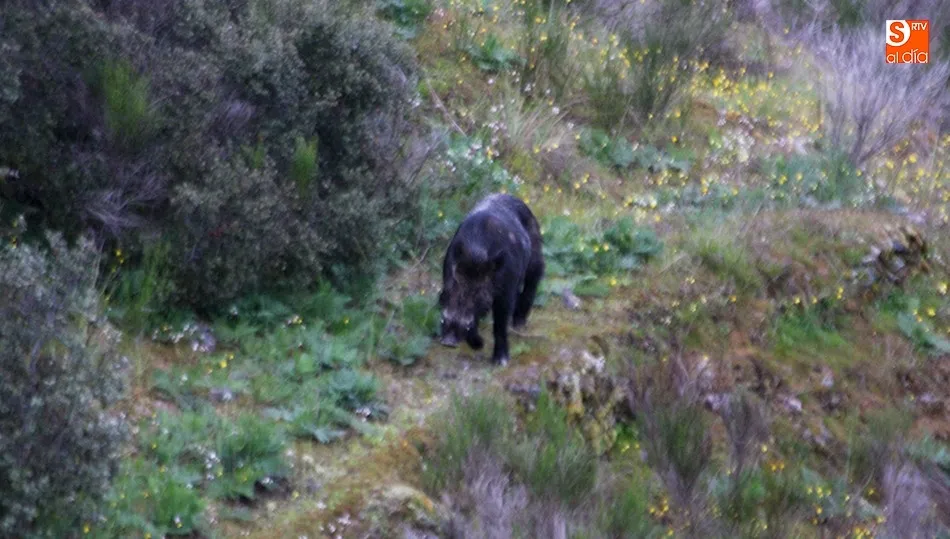 La caza contribuye al control de especies como el jabalí, que causa importantes daños a la agricultura / CORRAL