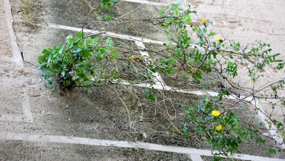 La nuera y la suegra