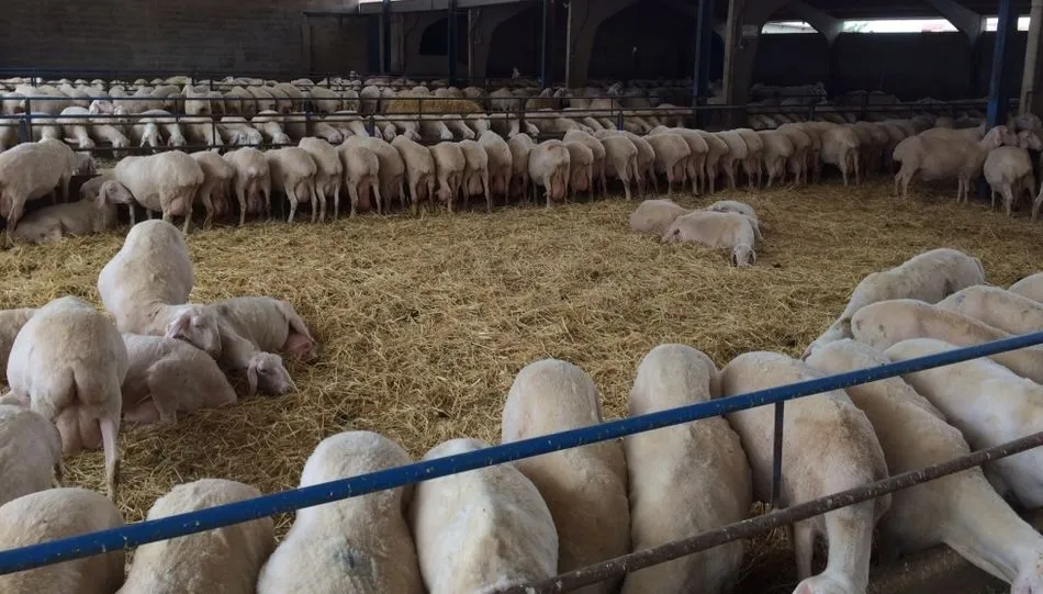 Ejemplares de la raza Assaf de la ganadería de Pintado Bartol, de Hinojosa. Foto: Oviespana.com