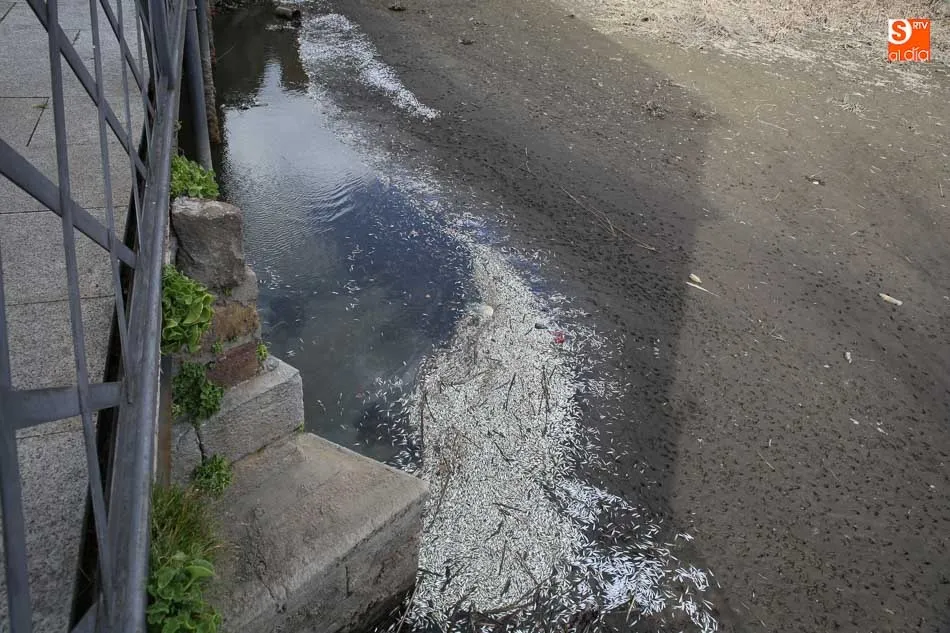 Suciedad y miles de peces muertos tras romperse la pesquera. Foto: Alberto Martín