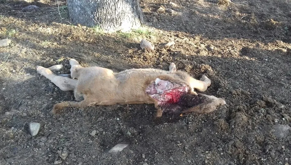 Uno de los teneros víctima del lobo en días pasados en Tierras de Alba