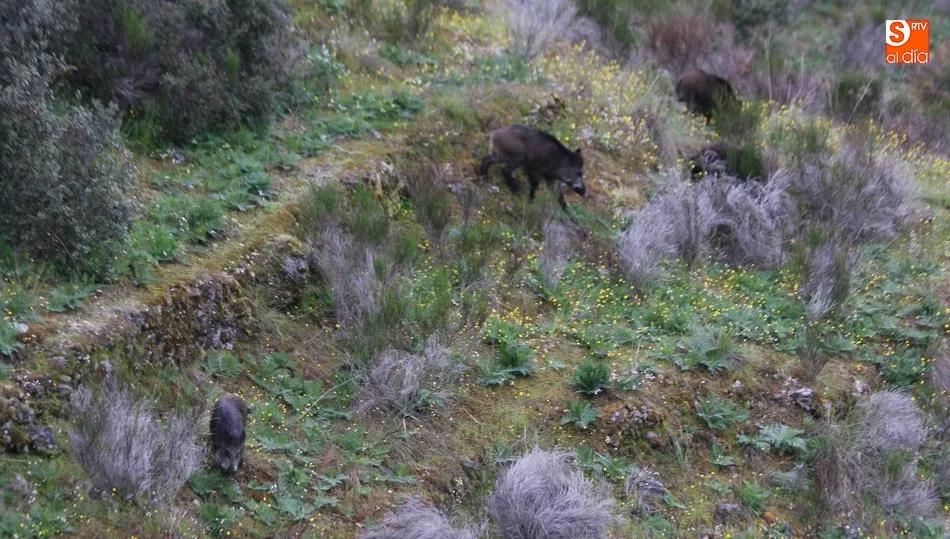 El jabalí, una de las especies que mayores daños provoca a pesar de que se permite su caza / CORRAL