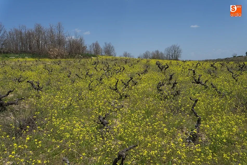 Los colores de la primavera