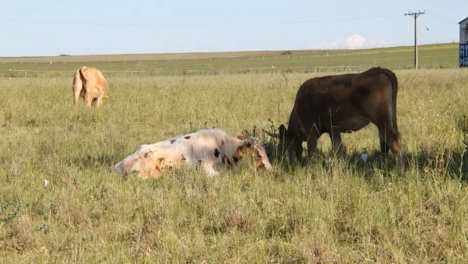 La 19 de Abril plantea una vacuna contra la tuberculosis que no limite los movimientos