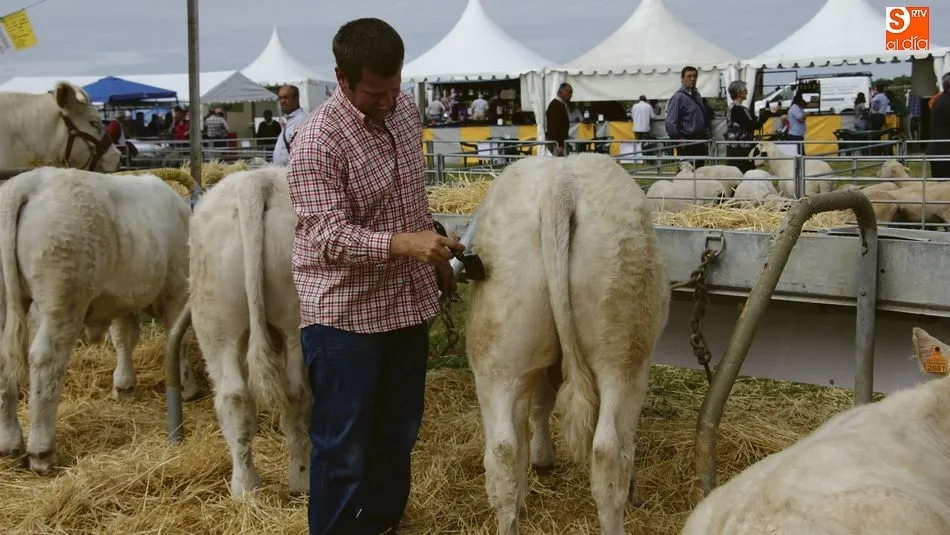 La feria ganadera de San Isidro en Lumbrales es todo un referente para el sector en la provincia