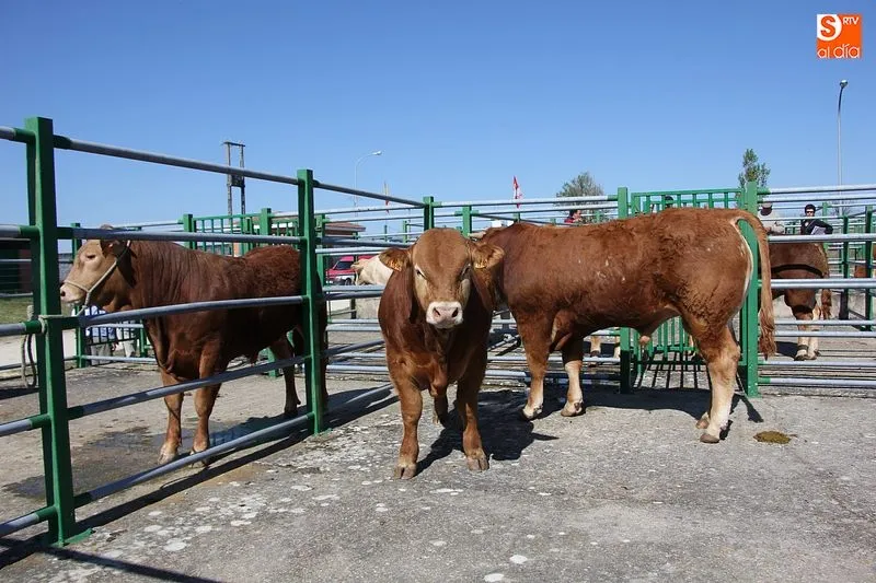 Ejemplares de vacuno en una feria ganadera de Vitigudino