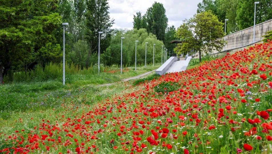 Amapola, lindísima amapola