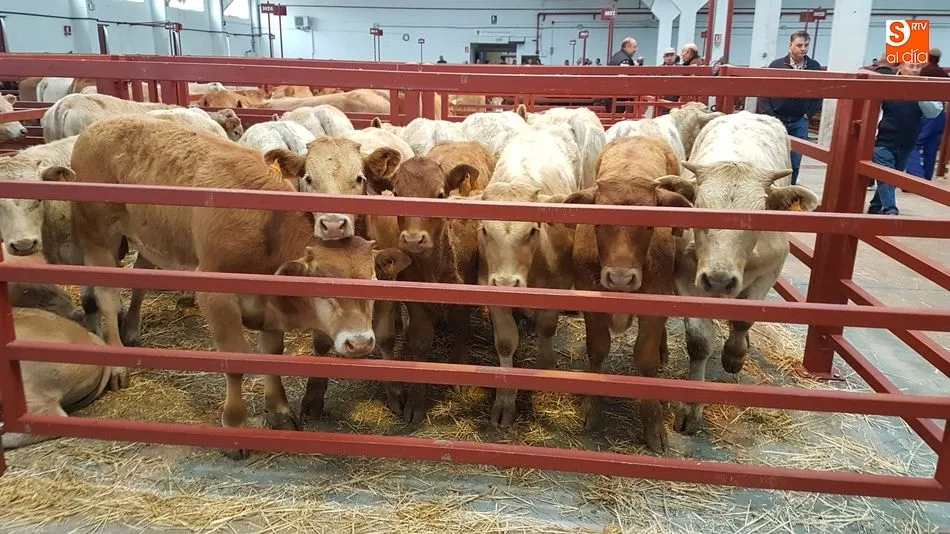 Becerros en uno de los corrales del mercado