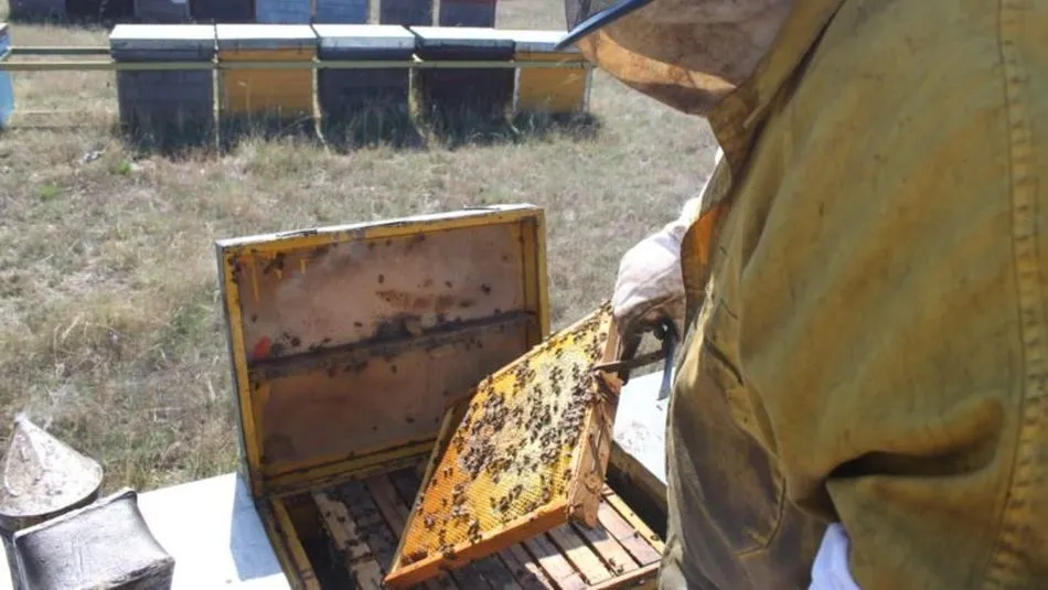 Los apicultores tiene problemas con ordenanzas municipales en algunas localidades