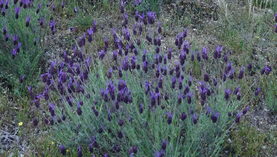 Días de los tomillos  