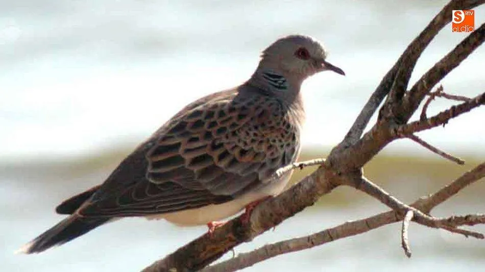 DEsde el sector cinegético se espera que el Gobierno mantenga el rechazo a la moratoria en España