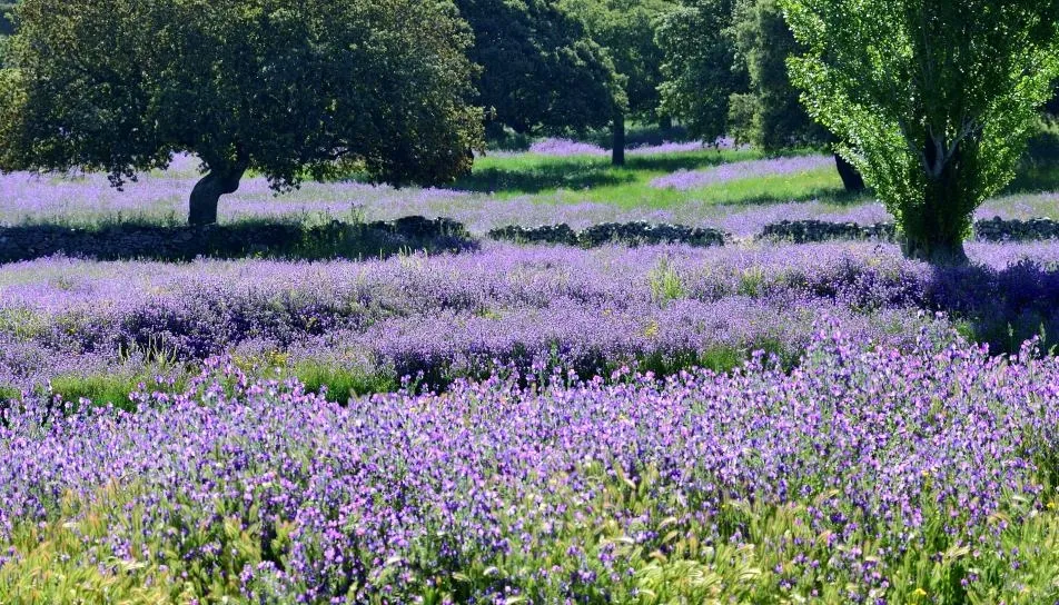 Esplendor en la hierba