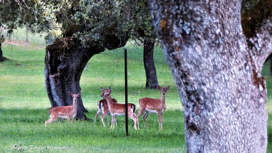 Potestad de los ciervos