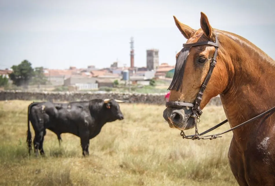 Fotografía ganadora de los Corpus 2017 / Foto: Asociación Taurina-Cultural Villa de Vitigudino