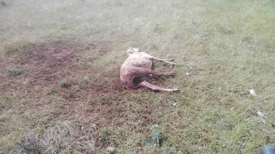 Oveja muerta por buitres en Cespedosa de Tormes