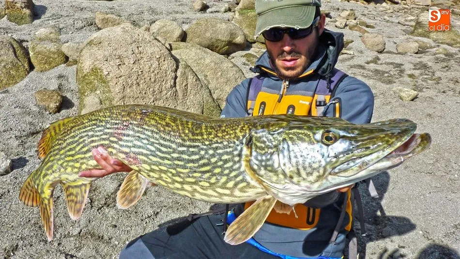 Marcos Elena con un gran lucio, una de las especies más buscadas