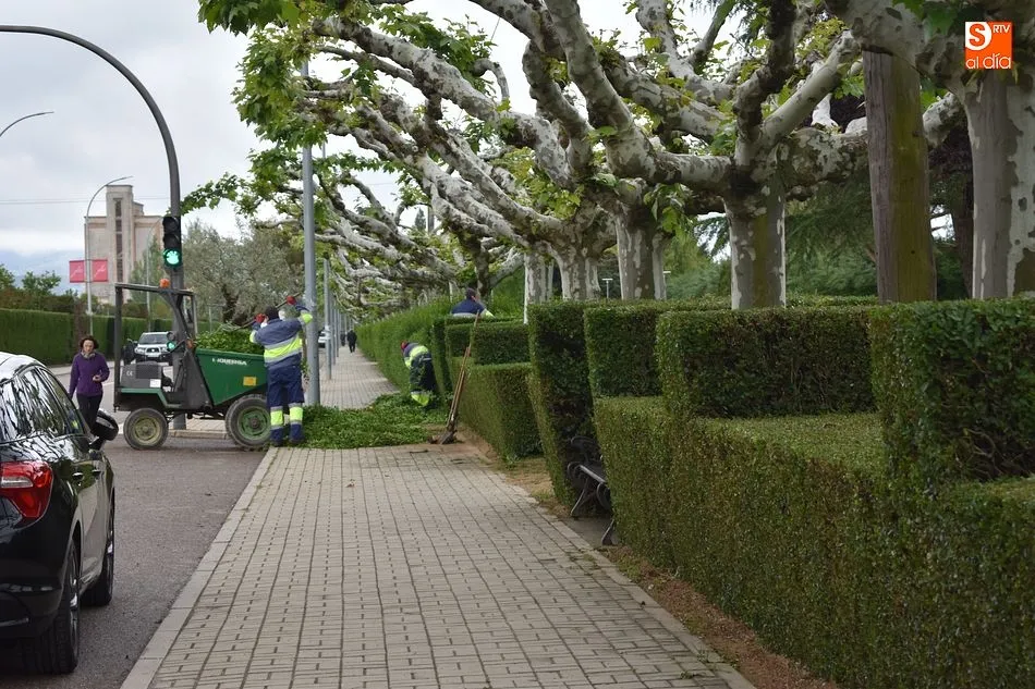 Los operarios podarán 300 metros de seto en el parque guijuelense