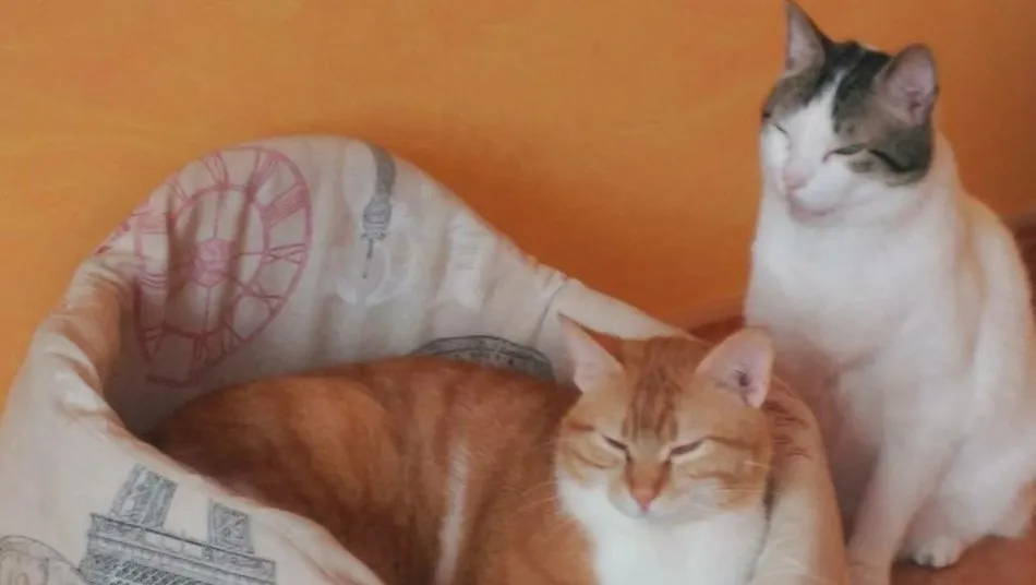 Gatitos en Fundación Luna